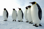 The Emperor Penguin is able to thermoregulate (maintain its body . (emperor penguin )