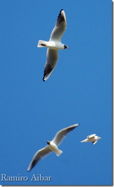 larus ridibundus