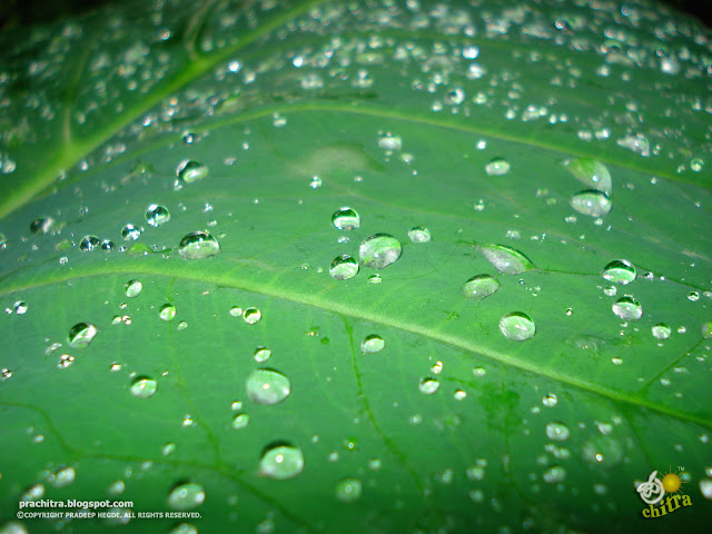 Pearls of the rain, all over the Watercress