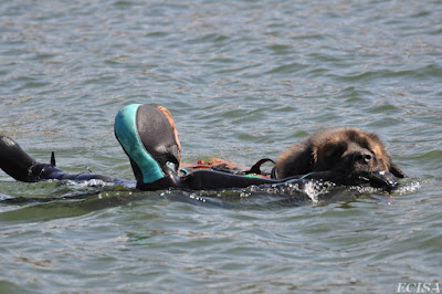 Photo Travail à l'eau Léonberg Ikke photographe JD AMET  JURA