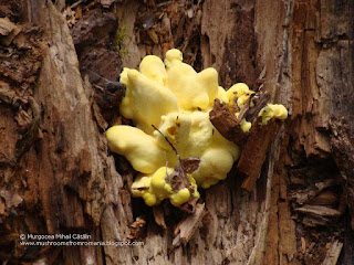 Laetiporus sulphureus DSC149620