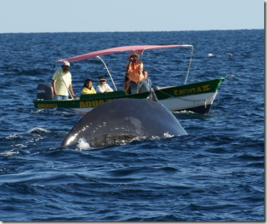 WhaleWatching_Cabo01