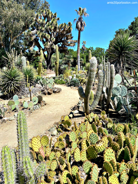 Jardín de Cactus de Arizona en la Universidad de Stanford