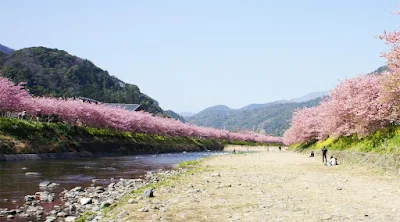 Tempat Wisata di Jepang yang Paling Pas untuk Melihat Bunga Sakura