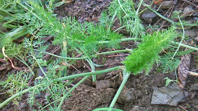 foeniculum vulgare miller