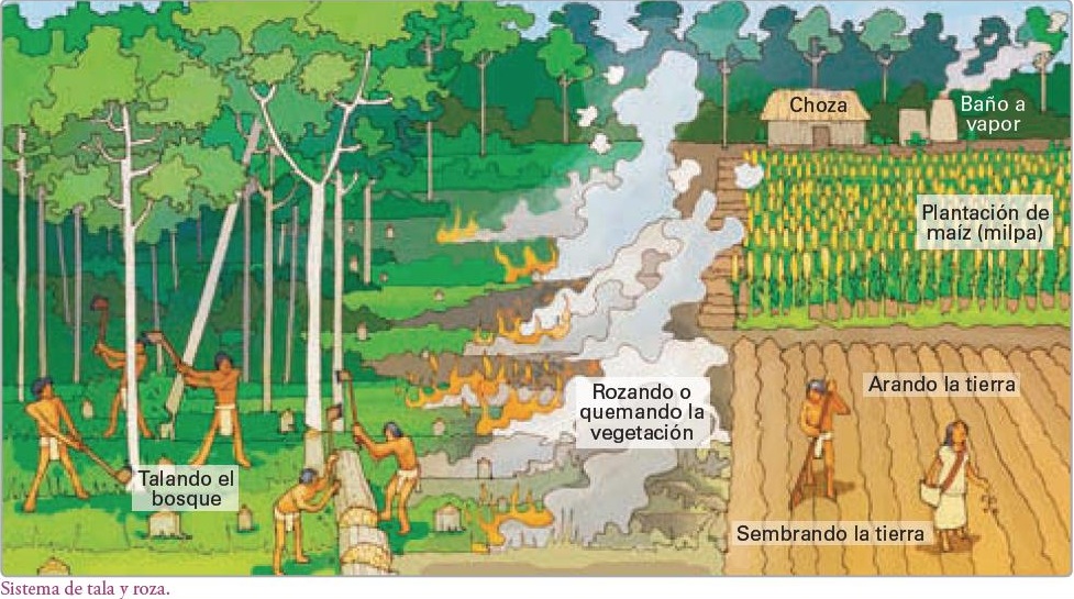 Resultado de imagen de agricultura maya