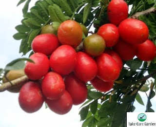 Seriguela (Spondias purpurea): Uma fruta tropical com benefícios para a saúde