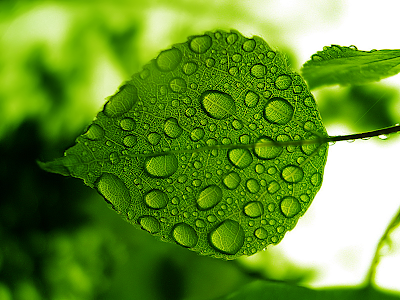 Green Leaf Rain Drops wallpaper, Health-Care update