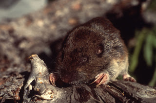 Botta's Pocket Gopher (Thomomys bottae)