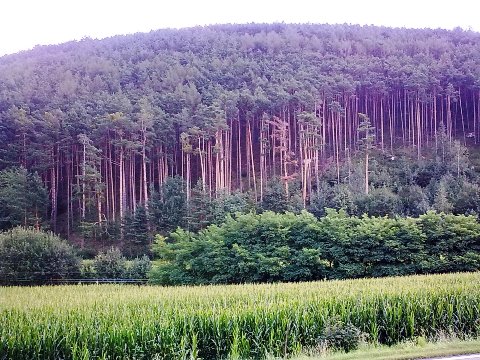 Particolare del bosco sulla ciclabile Brunico - Bressanone