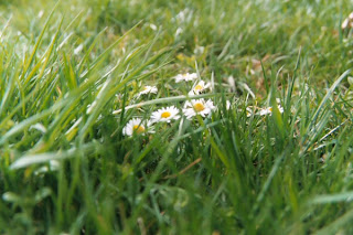 natuurfotografie; bloeiende Margrietjes in januari