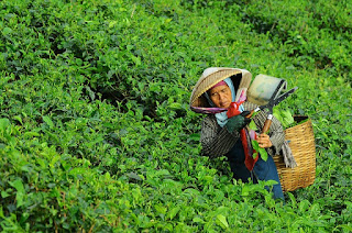 An woman plucking tea leaves with hands 