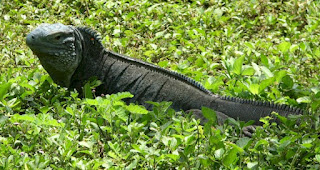 jual iguana jakarta, jual iguana jumbo, jual iguana jogja, jual iguana jantan, jual iguana jantan dewasa, jual iguana jakarta selatan, jual iguana jambi, jual iguana jatinegara, jual iguana jacket, jual iguana jinak, jual iguana, jual iguana albino, jual iguana biru, jual iguana bandung, jual iguana kaskus, jual iguana jakarta, jual iguana baby, jual iguana surabaya, jual iguana 2015, jual iguana merah, jual iguana kaskus, jual iguana kuning, jual iguana kecil, jual iguana kontes, jual iguana kediri, jual iguana kudus, jual iguana karawang, jual kaos iguana, harga iguana kecil di jatinegara,