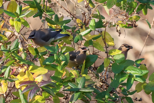 Cedar waxwing bird