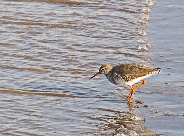 Photo of a redshank in Maryport basin