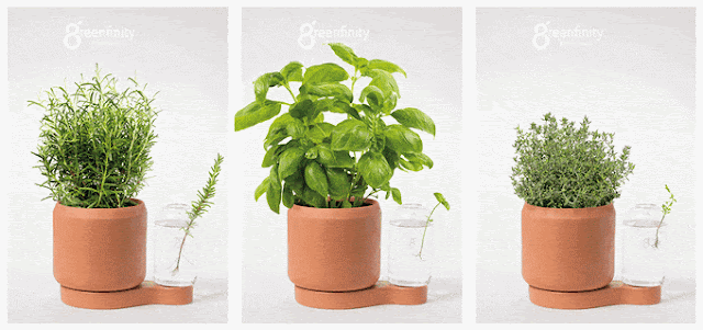 Greenfinity: Grow your cuttings and plant FOREVER
