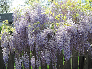 Wisteria