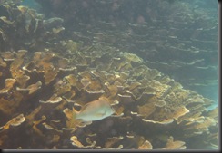 2011-04-05-SharkRayAlley21