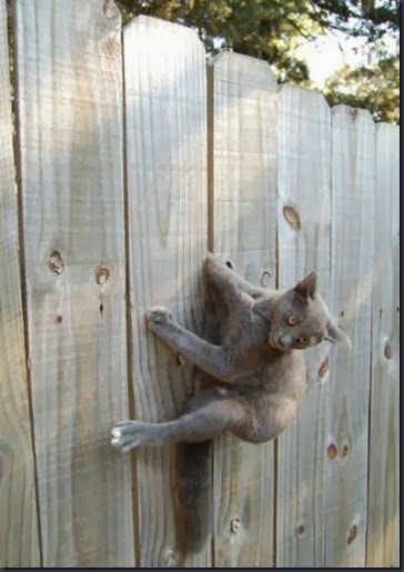 tdg4nmj-stucked-cat-21