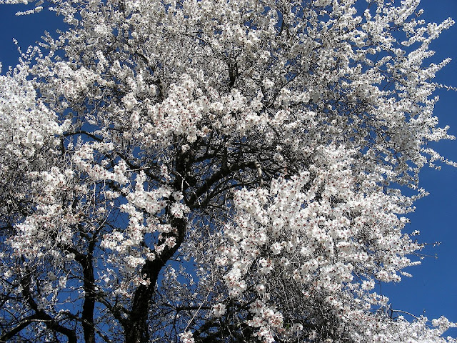 albero in fiore