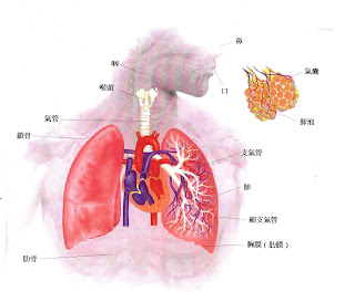 Aromatherapy,芳療精油,芳香療法如何幫助呼吸系統