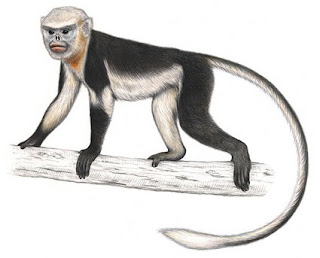 Tonkin snub nosed monkey