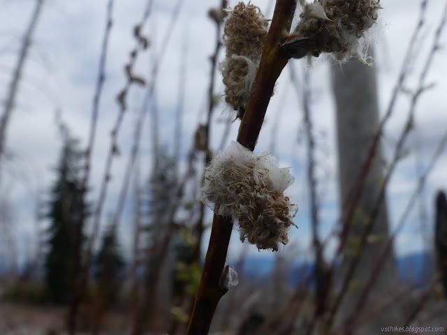 seed puff on a stick