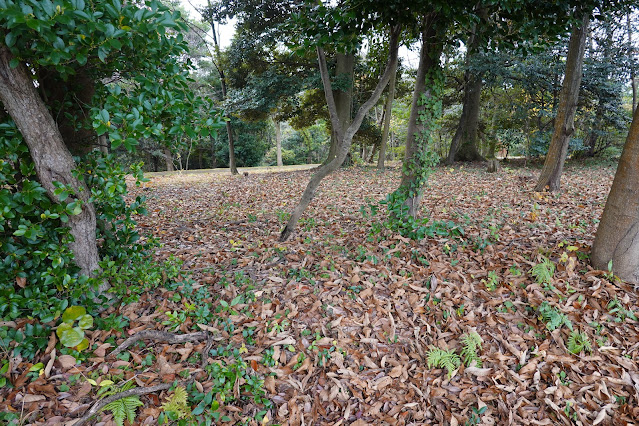 鳥取県西伯郡大山町富岡 むきばんだ史跡公園 弥生の森