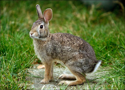Rabbit Image Rabbit Photo