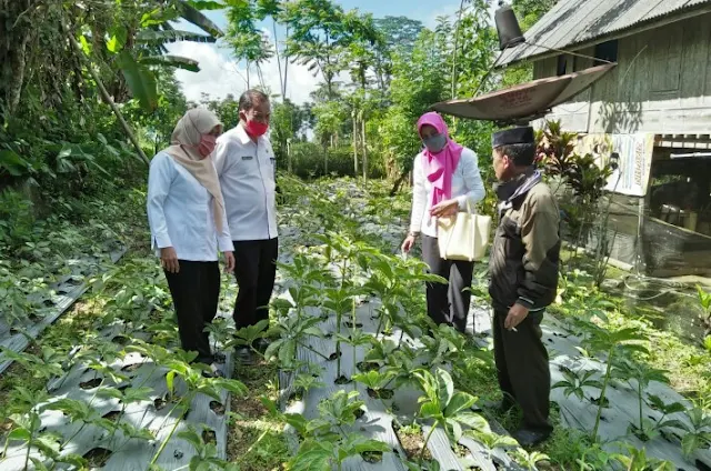 Pemkab Sinjai Dorong Warga Budidaya Porang, Menjanjikan?