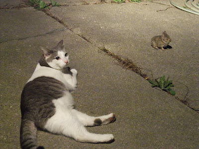 easter bunny caught by cat