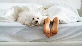¿Por qué los perros duermen a tus pies?