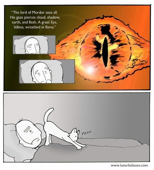 Life with cats...