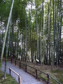 chemin au milieu des bambous