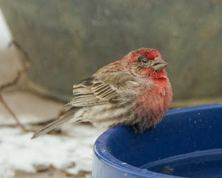 House Finch drinking water from a heated dog bowl in winter