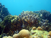 Estas islas coralinas, fueron declaradas parque nacional y es uno de los .