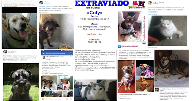 Más de 150 mascotas se encuentran extraviadas en la CdMx tras el terremoto, reportan