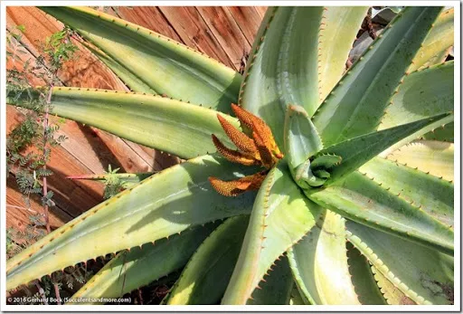 s that fourth dimension of yr when the days are curt as well as the oestrus of summertime nil but a hazy memo Aloes inwards our forepart yard getting cook to bloom