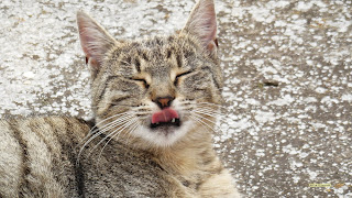 Kat met tong uit bek