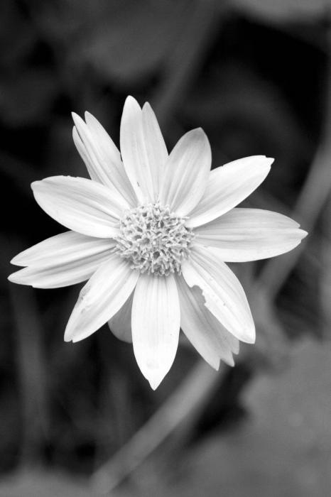 black and white nature photography. lack and white nature