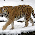 Five amazing tiger-related facts