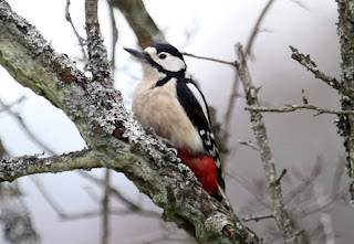 Great Spotted Woodpecker on Tree