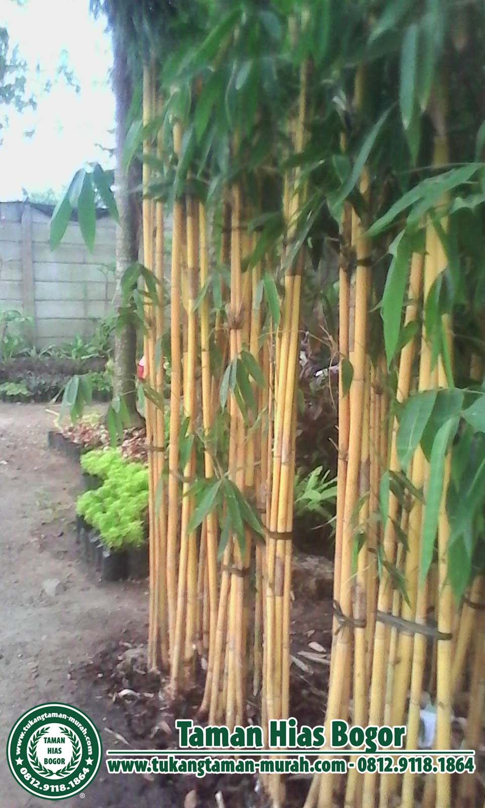 55 Pagar Bambu Hidup  Ide Baru 