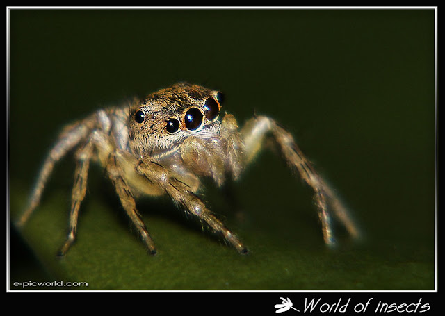 spider picture