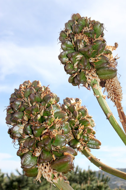 Aloe thraskii seed pods