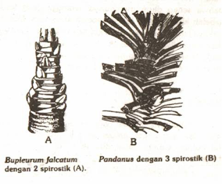 Gambar Tumbuhan dengan 2 dan 3 spirostik