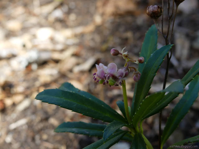 wintergreen in bloom, Chimaphila umbellata