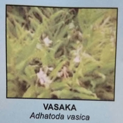 VASAKA LEAF,ADHATODA VASICA