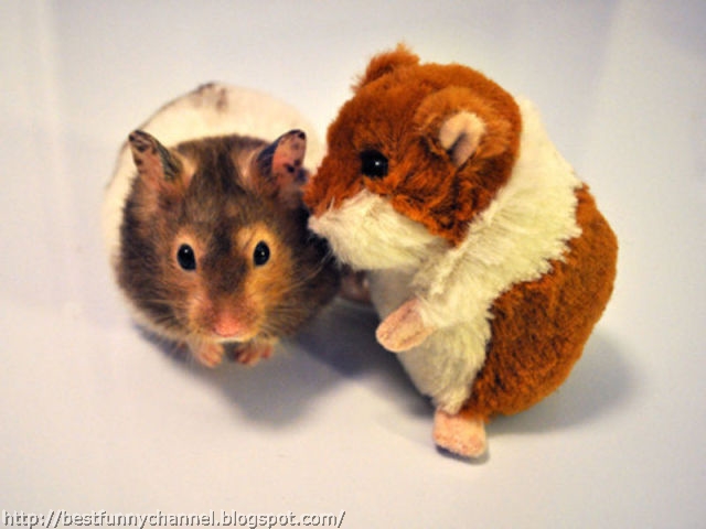 Hamster and toy.