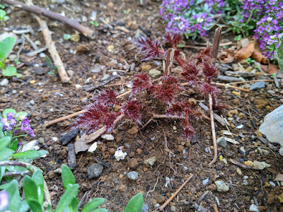 銅葉アスチルベ・キーウェストの新芽